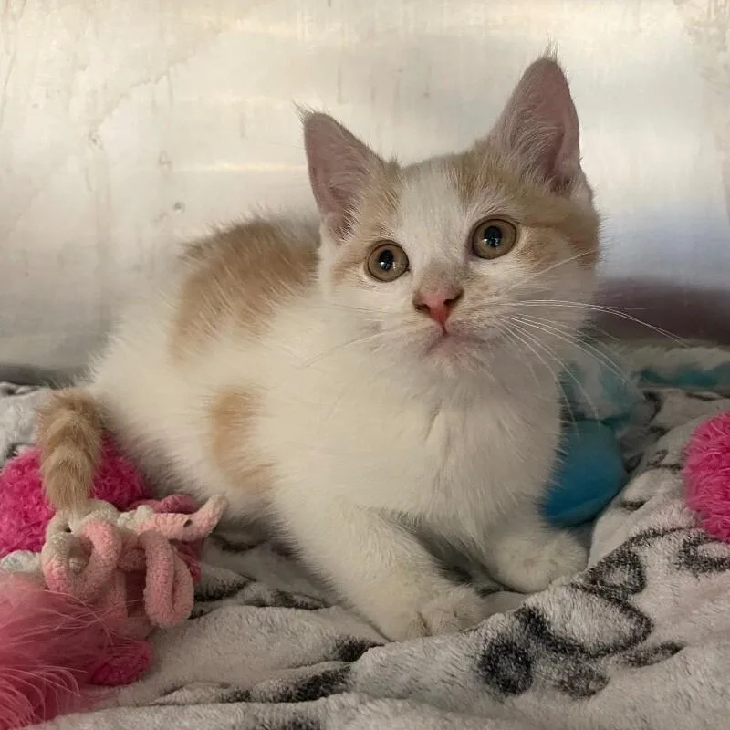 A baby medium-sized male Domestic Short Hair cat named Ant for adoption in Roanoke, VA