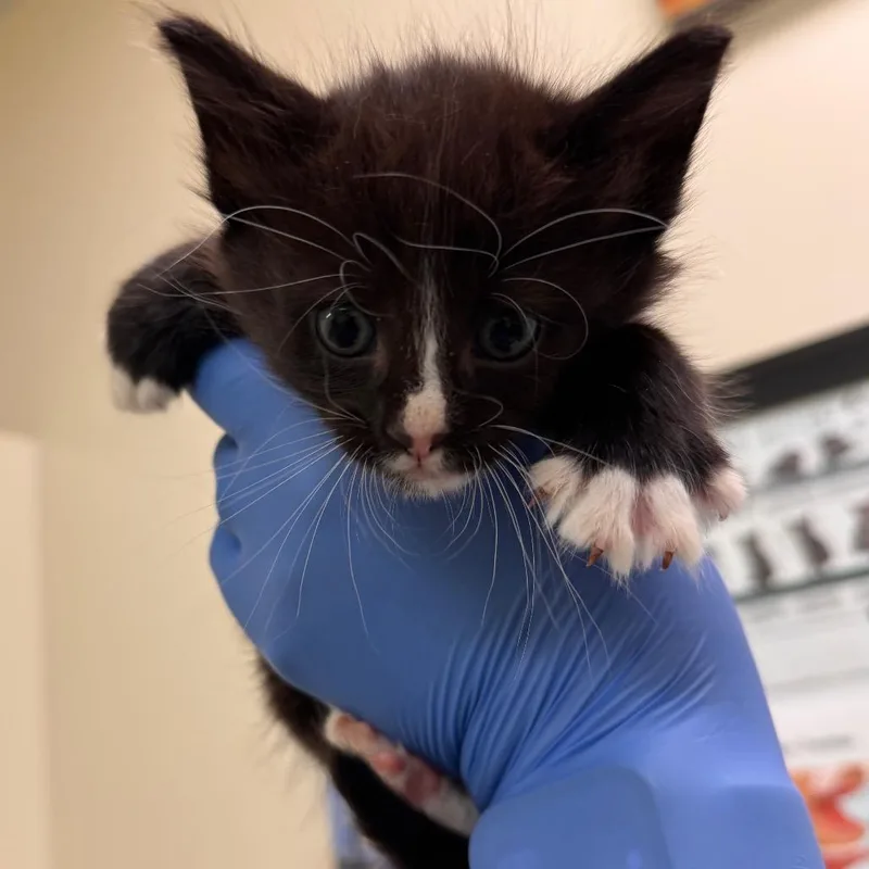 A baby small-sized male White Domestic Short Hair cat named S'mores for adoption in Lynchburg, VA