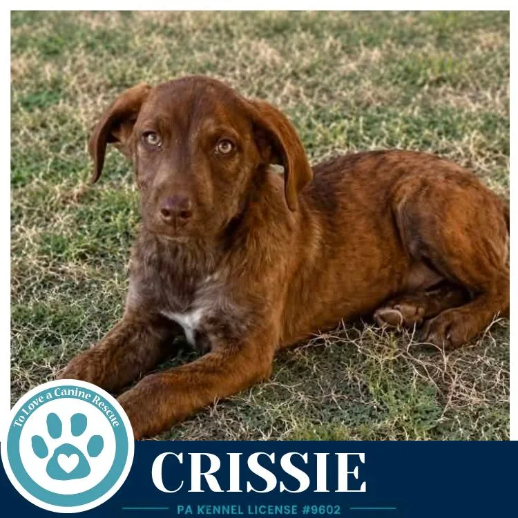 Crissie