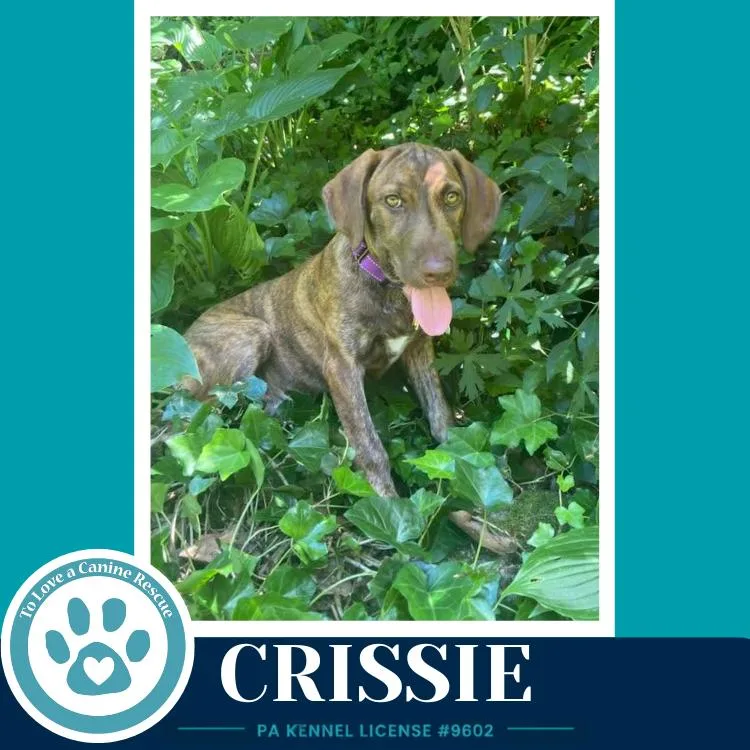 Crissie thumbnail 2