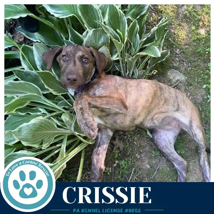 Crissie thumbnail 3