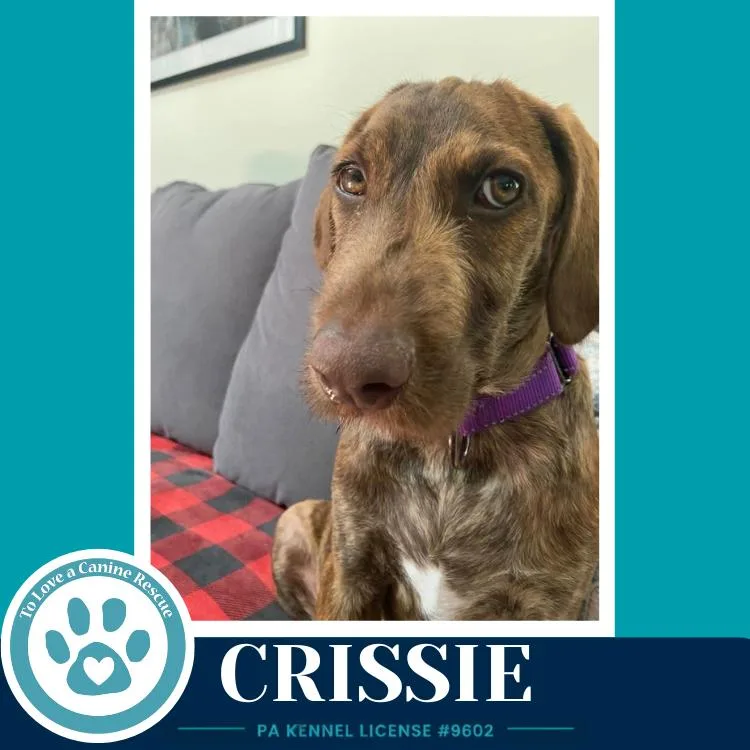 Crissie thumbnail 4