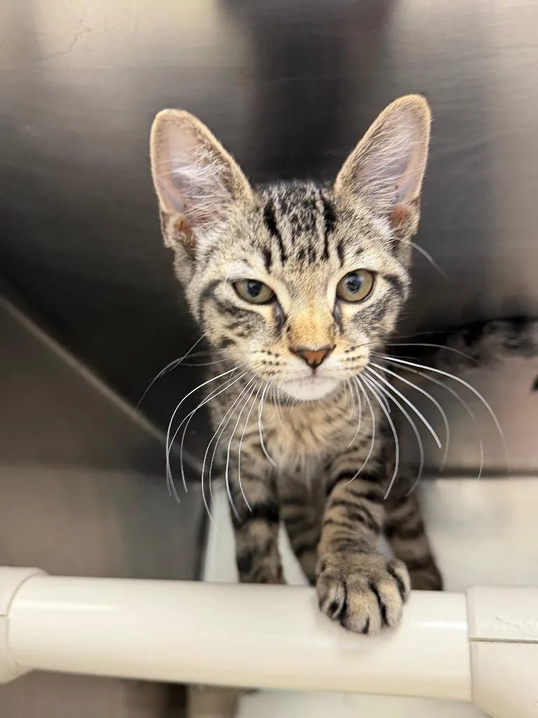 A baby medium-sized male Domestic Short Hair cat named Echo for adoption in Pomona, NY