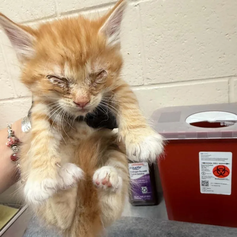 A baby small-sized male Orange / Red Domestic Short Hair cat named Manatee for adoption in Reno, NV