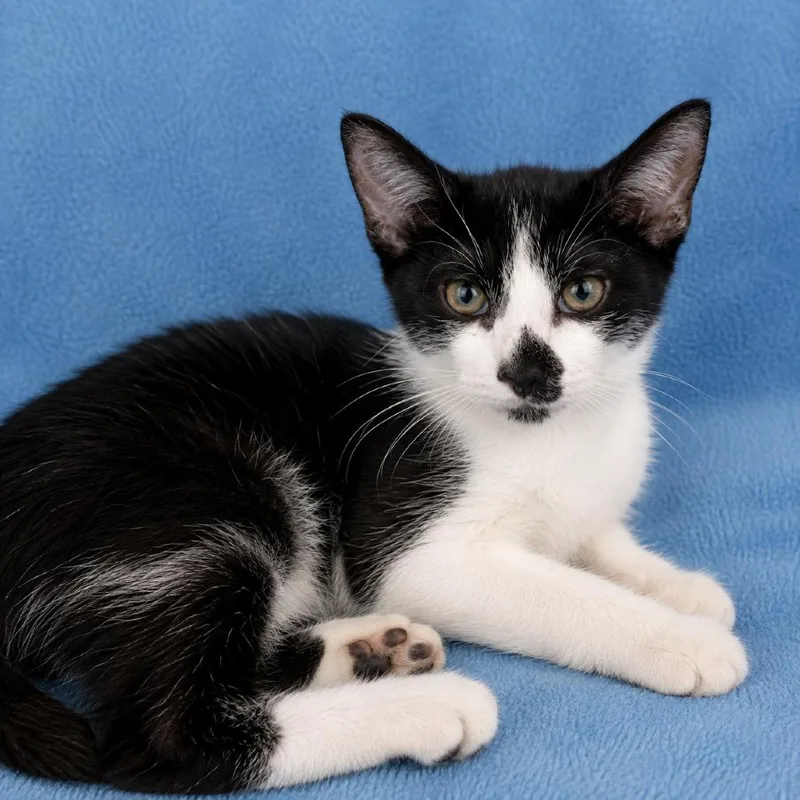 A baby small-sized male Domestic Short Hair cat named Cole for adoption in Tucson, AZ