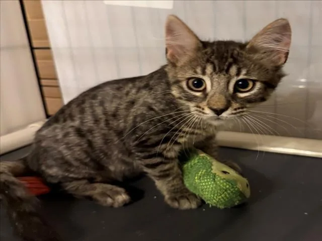 A baby small-sized female Domestic Short Hair cat named Star Power for adoption in Woodland, CA