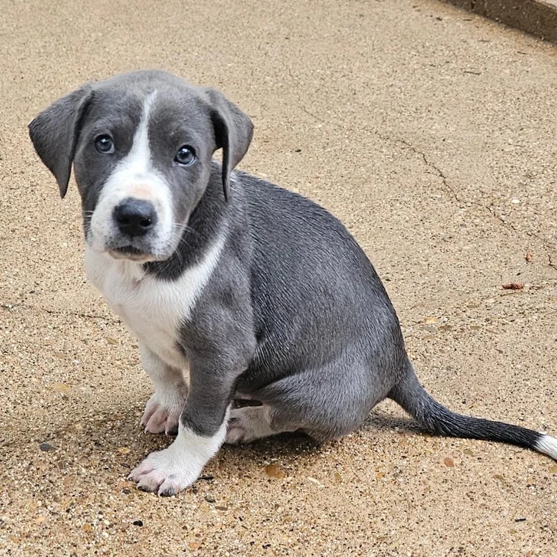 A young medium-sized female Labrador Retriever dog named Luna Months for adoption in Sterling, MA