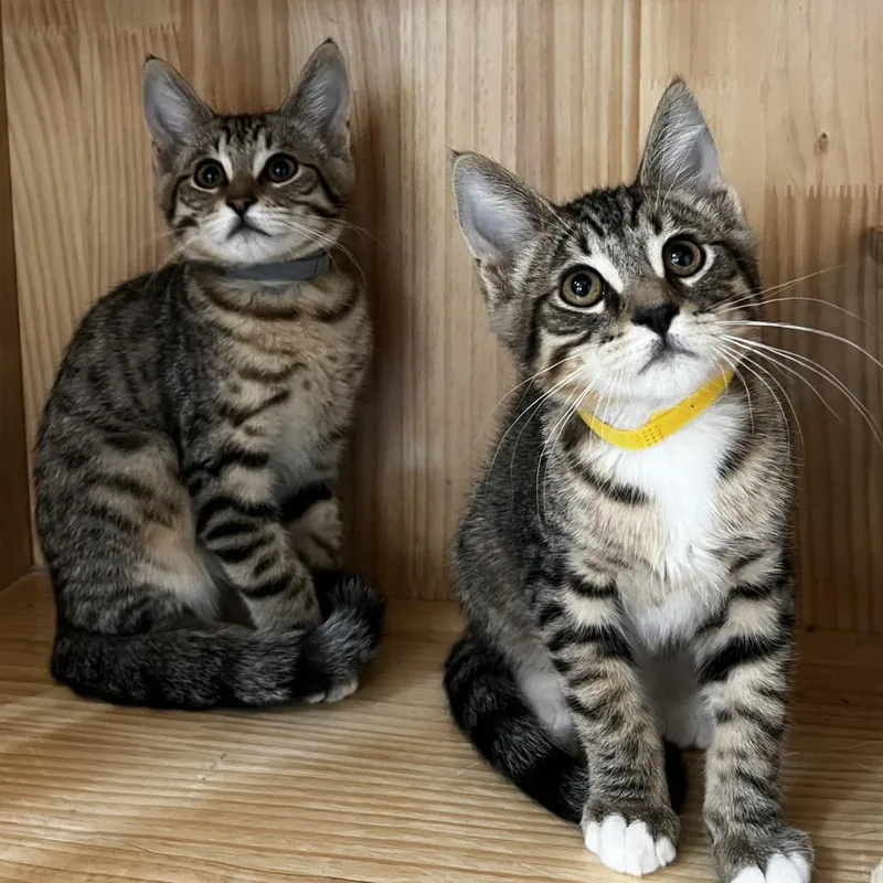 A baby small-sized male Brown / Chocolate Domestic Short Hair cat named Dan for adoption in Yucca Valley, CA