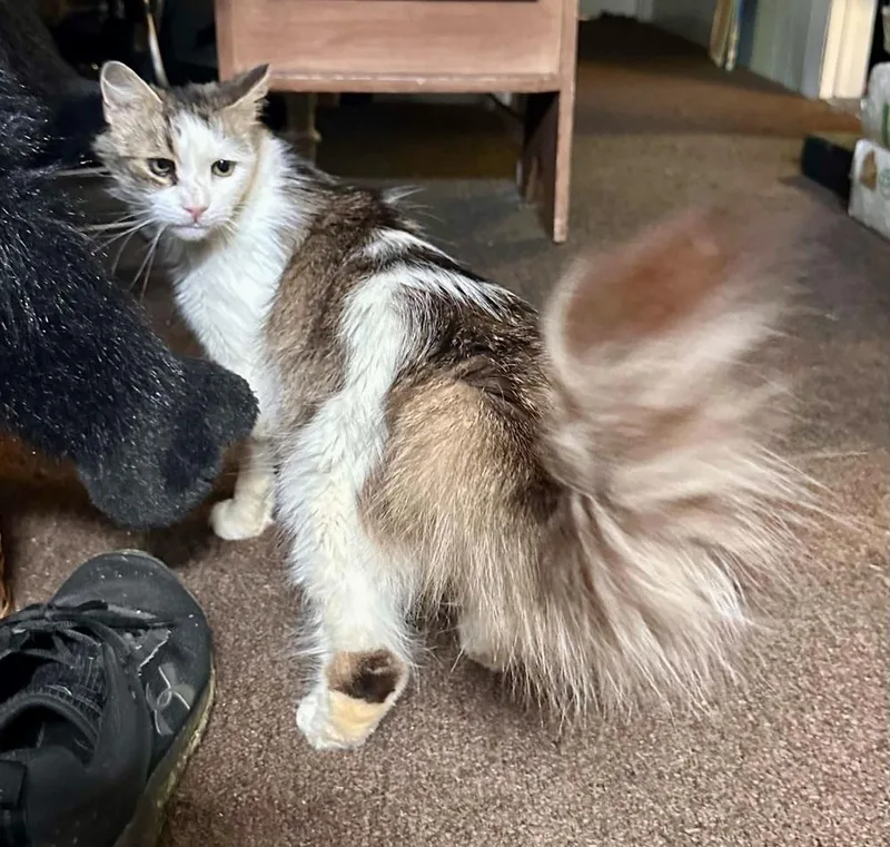 An adult small-sized female Gray & White Domestic Long Hair cat named Cassie for adoption in Patchogue, NY