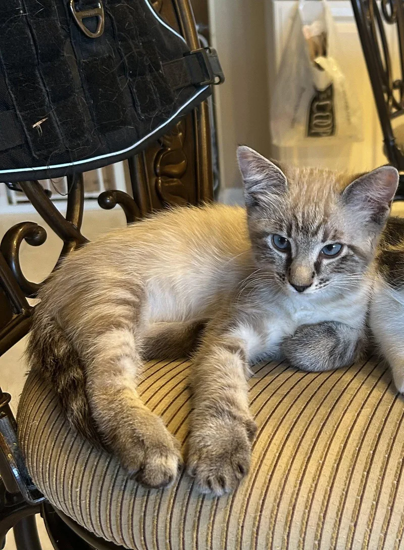 A baby small-sized male Buff / Tan / Fawn Domestic Short Hair cat named Crockett for adoption in Mission Viejo, CA