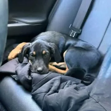 A baby small-sized male Black Mixed Breed dog named Jerry for adoption in Rockville, MD