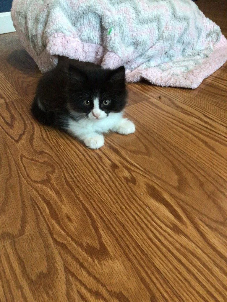 A baby medium-sized male Black & White / Tuxedo Domestic Medium Hair cat named Giovanni for adoption in Battle Ground, WA
