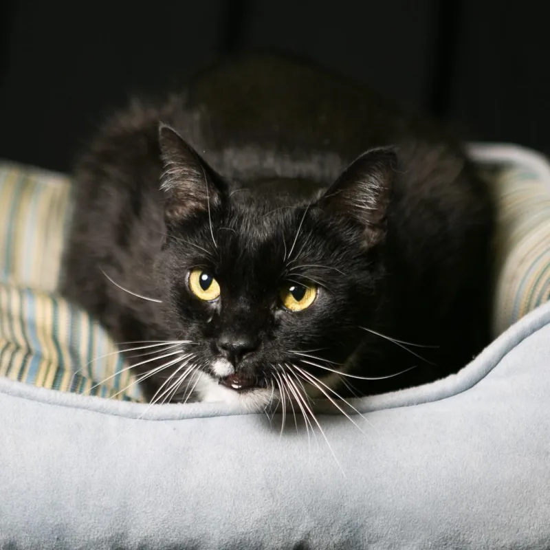 A senior large-sized male Black Domestic Short Hair cat named Sammy for adoption in Milan, IL