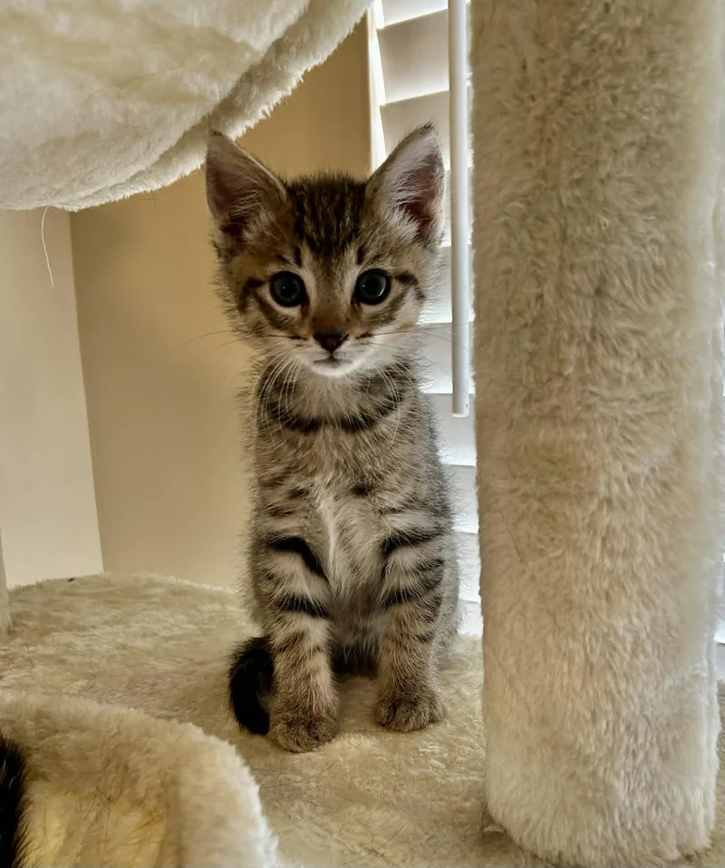 A baby medium-sized male Tabby (Gray / Blue / Silver) Domestic Short Hair cat named Colin for adoption in Lewis Center, OH