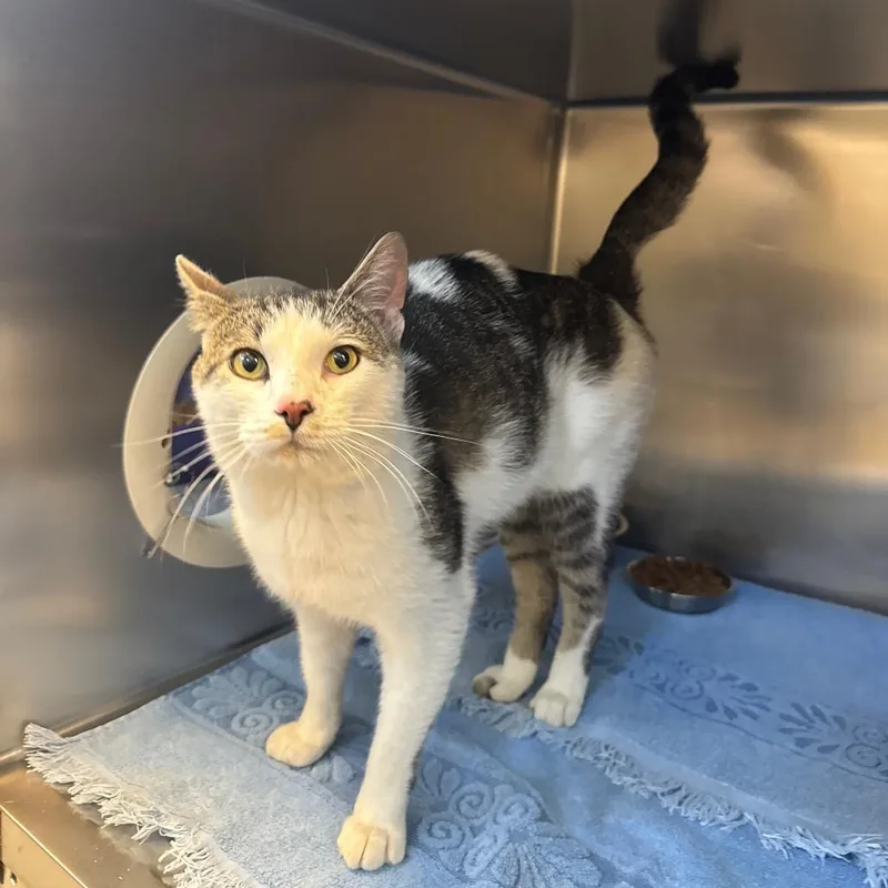 An adult medium-sized male White Domestic Short Hair cat named Heraldo for adoption in Bristol, IN