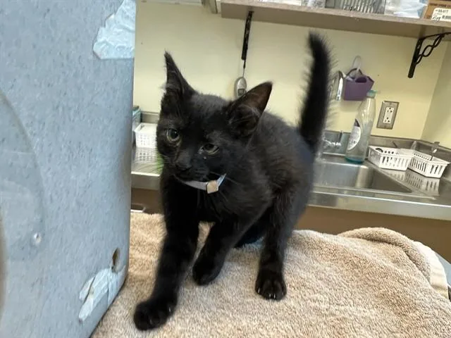 A baby small-sized male Domestic Short Hair cat named Licorice for adoption in Lancaster, CA