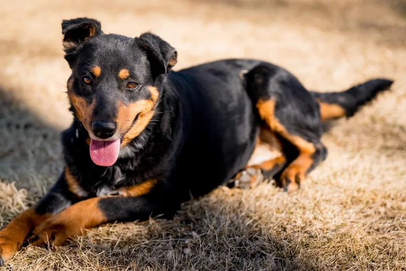 Croquette thumbnail 2