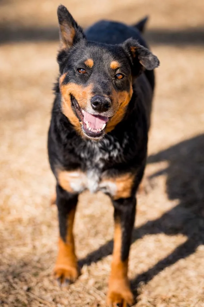 Croquette thumbnail 3