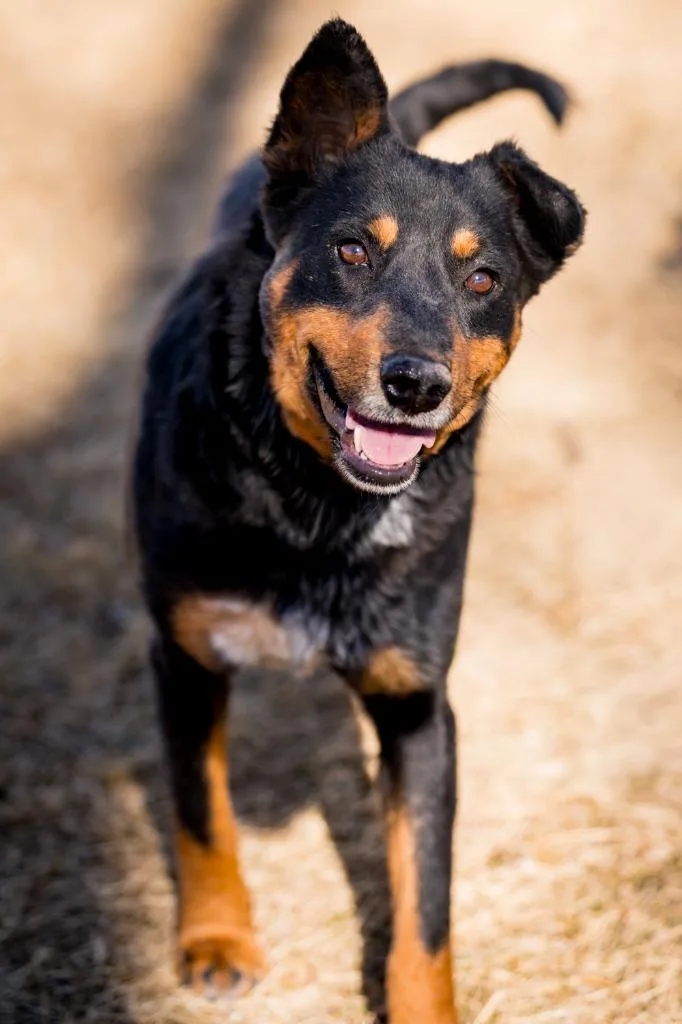 Croquette thumbnail 4