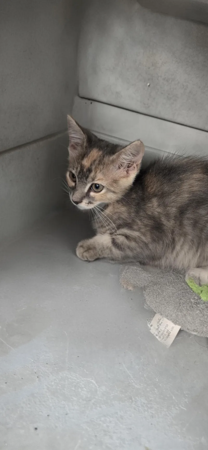 A baby medium-sized female Dilute Calico Domestic Short Hair cat named Ainsley ORT for adoption in Missouri City, TX