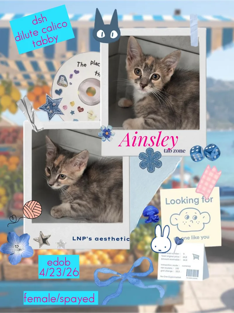 Ainsley ORT thumbnail 2