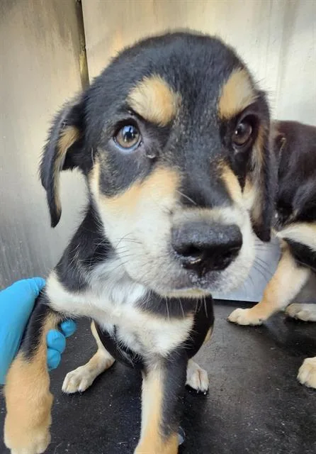 A baby small-sized female Shepherd dog named Poppy for adoption in San Antonio, TX