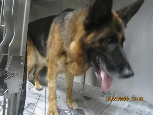 An adult large-sized female German Shepherd Dog dog named Autumn for adoption in Los Angeles, CA
