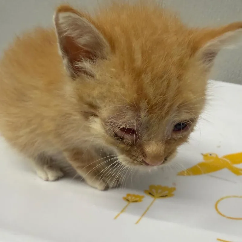 A baby small-sized male Orange / Red Domestic Short Hair cat named Jerry for adoption in Tampa, FL