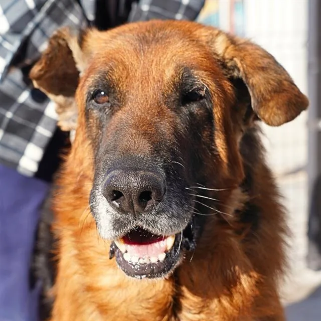An adult large-sized male German Shepherd Dog dog named Zark for adoption in Albuquerque, NM