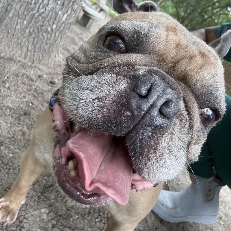 A senior medium-sized male Yellow / Tan / Blond / Fawn French Bulldog dog named Cosmo for adoption in Middleburg, FL