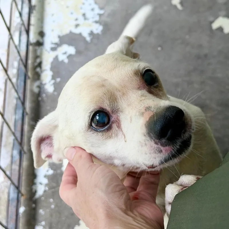 A senior medium-sized male White / Cream Terrier dog named Blanco for adoption in Evensville, TN