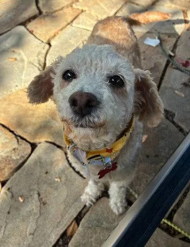 A senior small-sized female Poodle dog named Bella for adoption in San Diego, CA