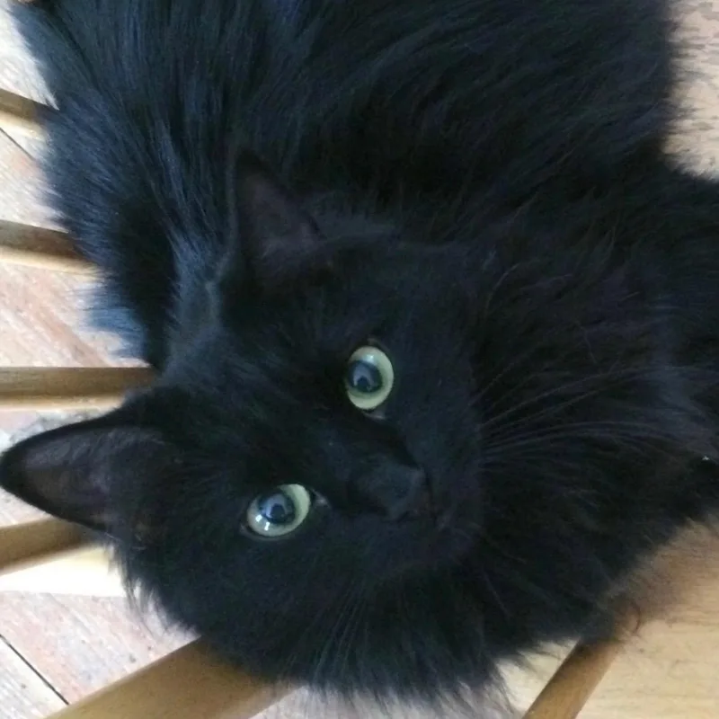 A senior medium-sized female Black Domestic Long Hair cat named Gracie for adoption in Thomaston, CT