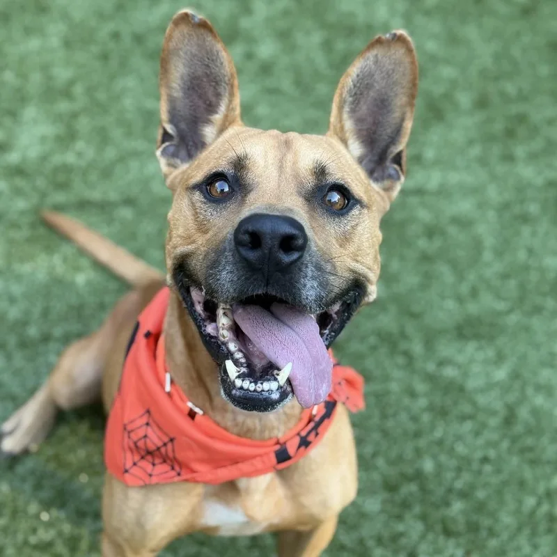 An adult medium-sized male Brown / Chocolate Pit Bull Terrier dog named Rigby for adoption in Greensboro, NC