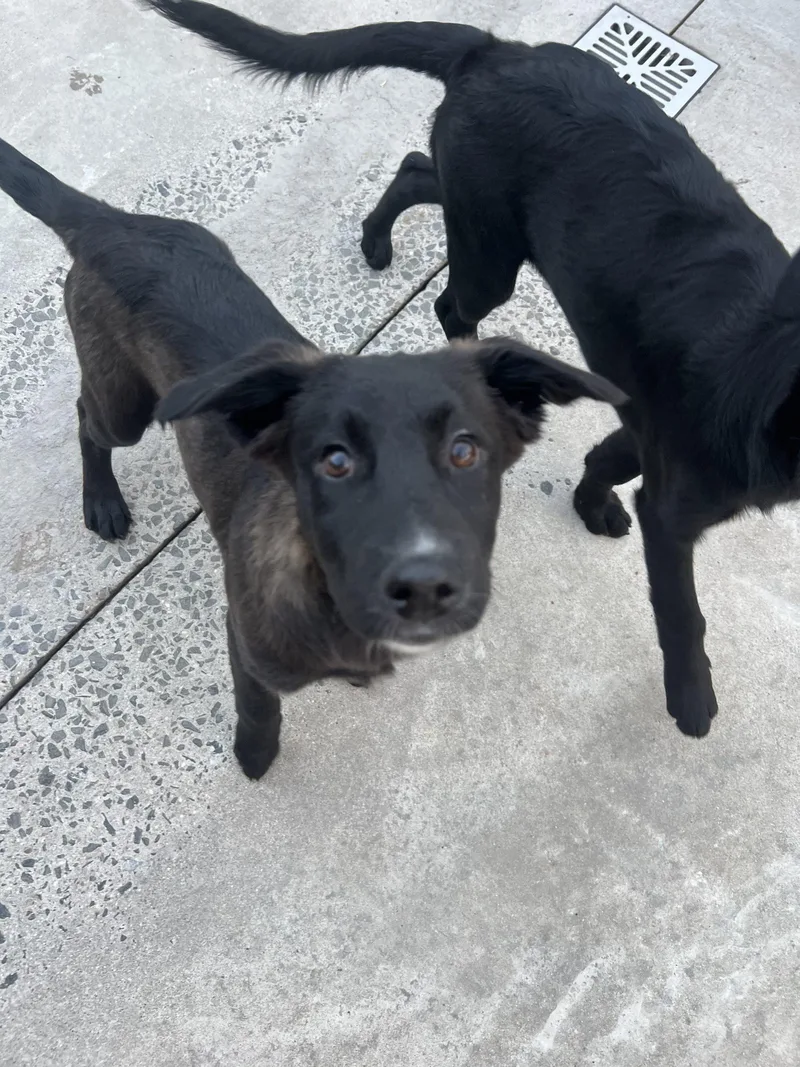A baby small-sized female Black Labrador Retriever dog named Salome for adoption in Hamden, CT
