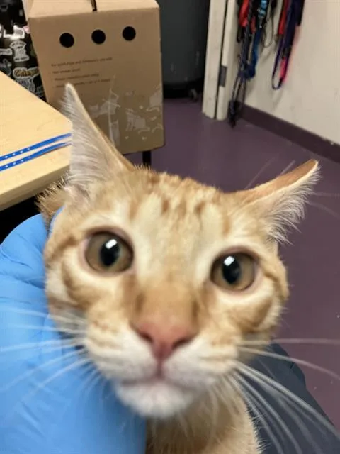 A baby medium-sized male Domestic Short Hair cat named Charlie for adoption in Long Beach, CA