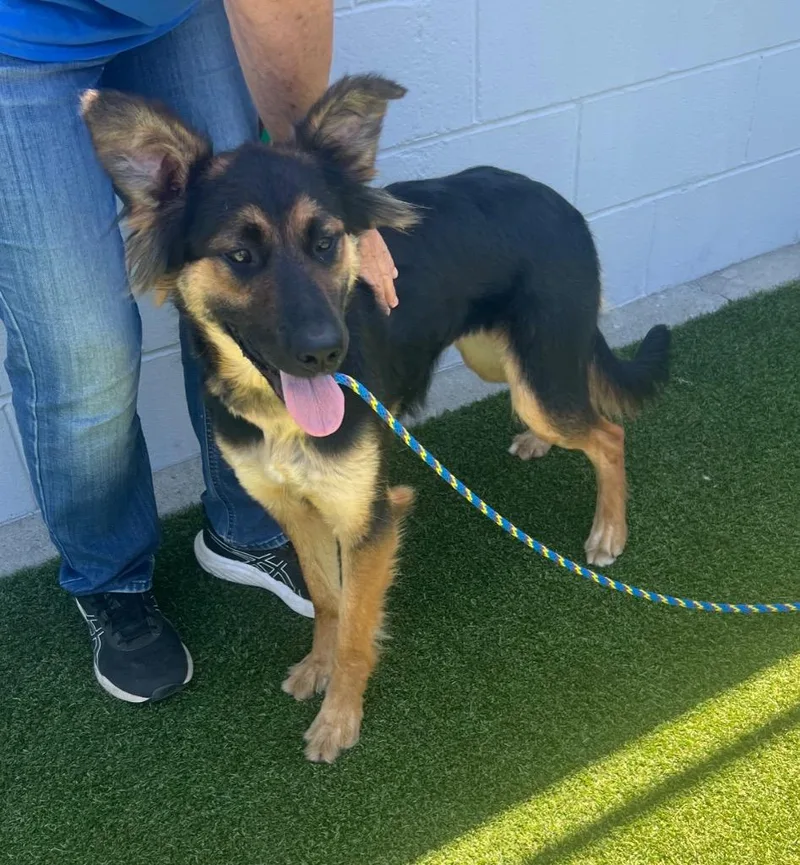 An adult medium-sized female Black German Shepherd Dog dog named River for adoption in Shingle Springs, CA