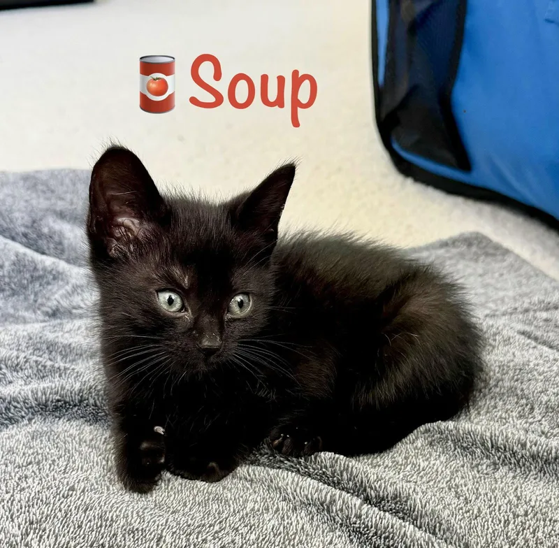 A baby medium-sized male Black Domestic Short Hair cat named Soup for adoption in Reston, VA