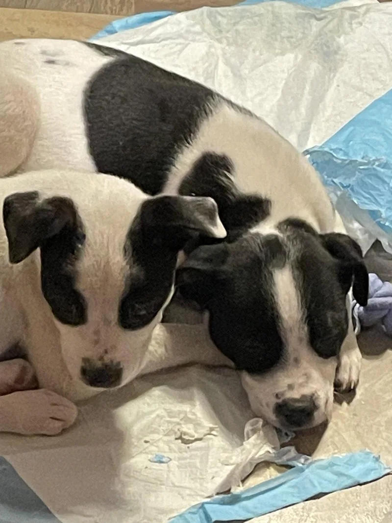 Teeny Tiny thumbnail 3