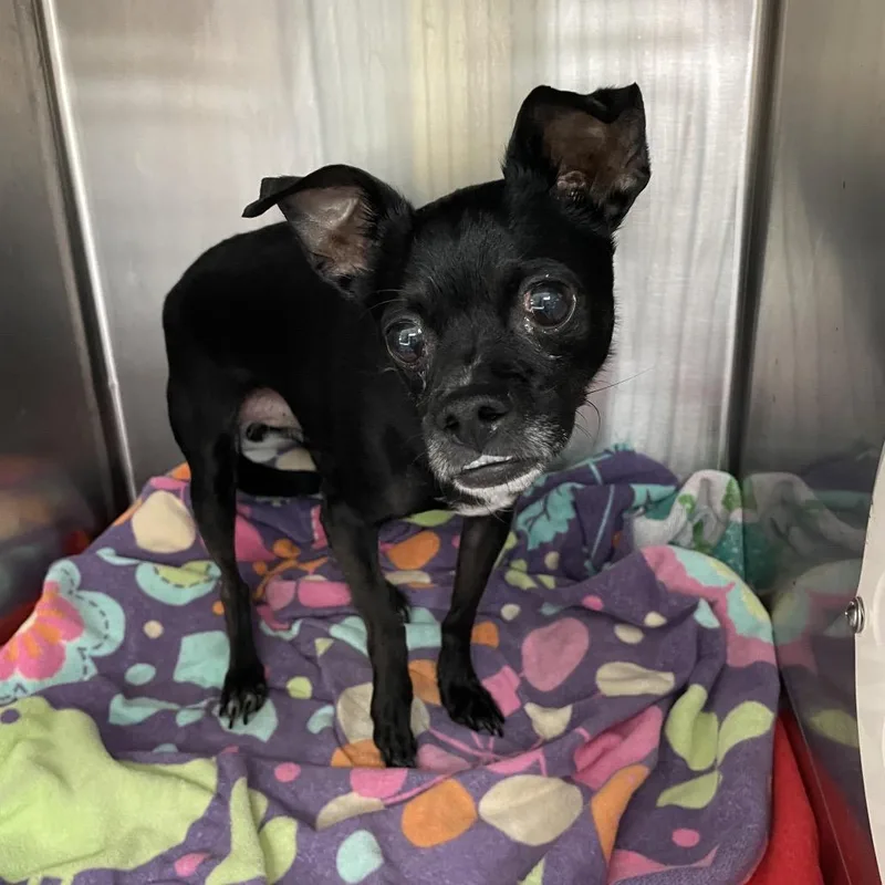An adult small-sized male Black Chihuahua dog named Blakey for adoption in Port Charlotte, FL