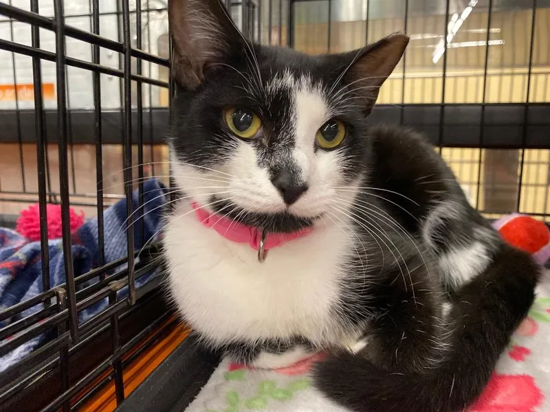 A young medium-sized female Domestic Short Hair cat named Domino for adoption in Cumming, GA