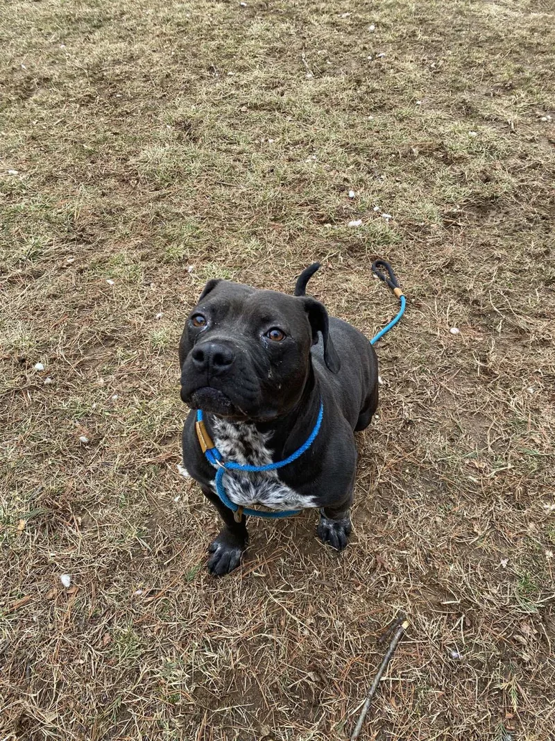 An adult medium-sized female Pit Bull Terrier dog named Lacy for adoption in Front Royal, VA