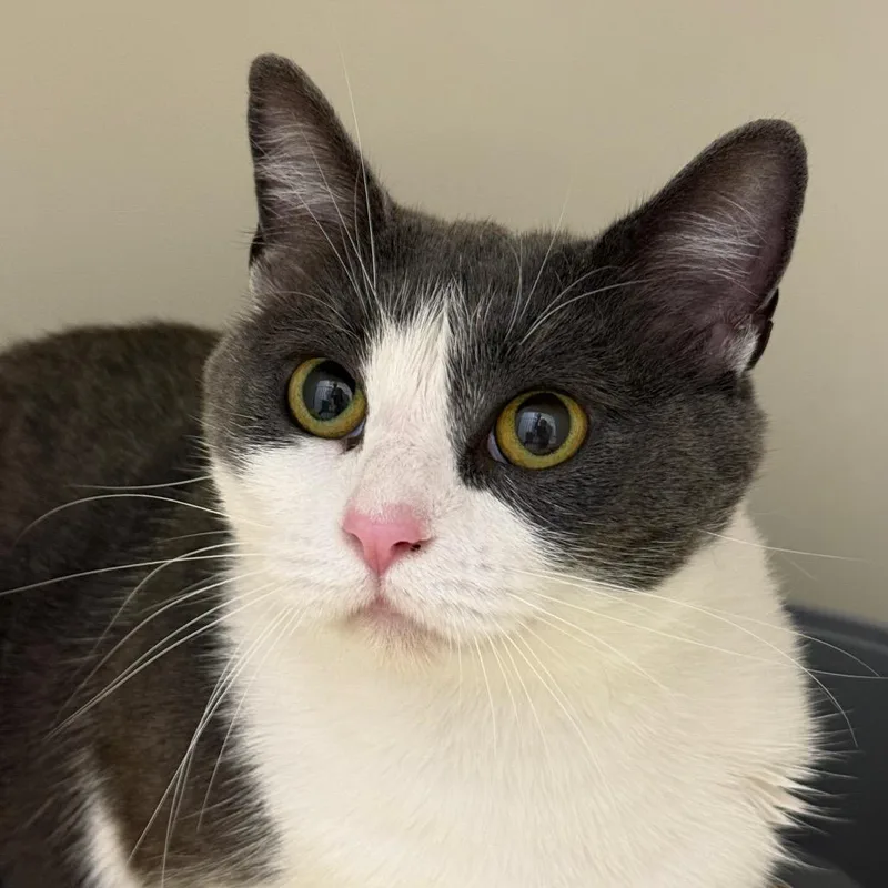 An adult medium-sized female Domestic Short Hair cat named Myrtle for adoption in Cumming, GA