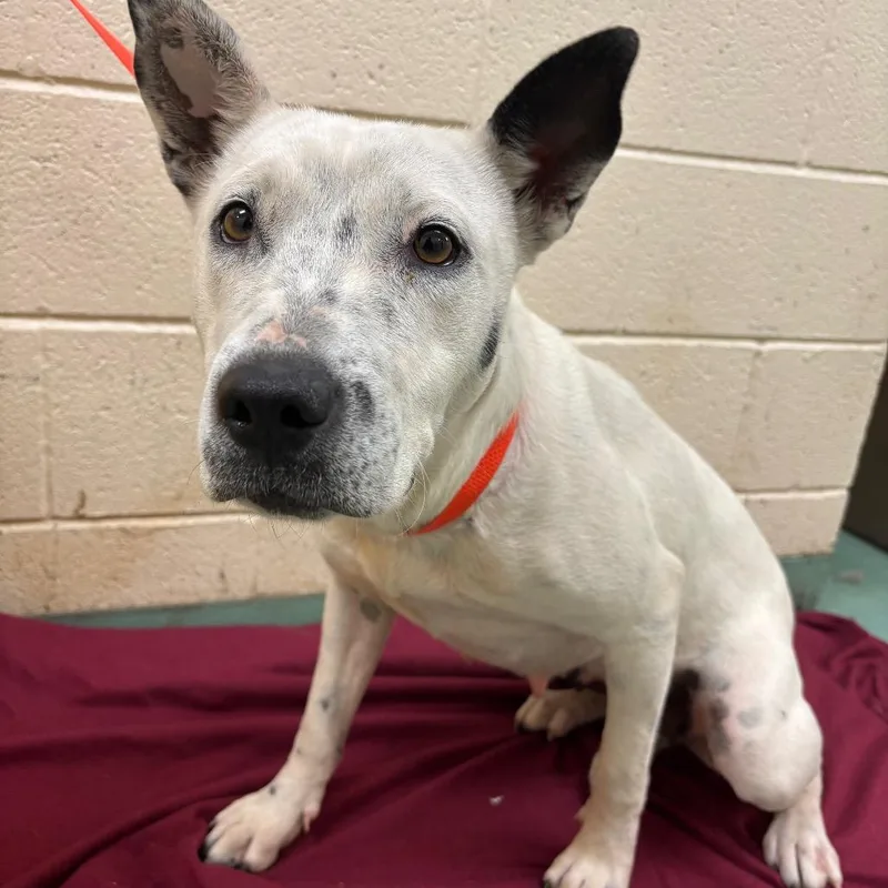 Leah