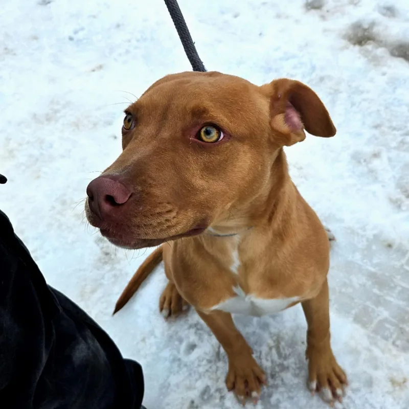 A young medium-sized male Red / Chestnut / Orange Pit Bull Terrier dog named Baked Beans for adoption in Huntington, WV