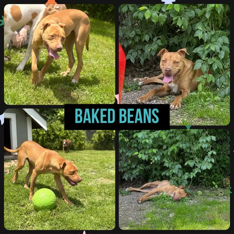 Baked Beans thumbnail 3