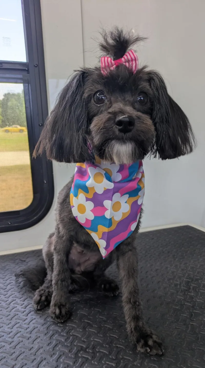 An adult small-sized female Black Maltese dog named Lovey for adoption in Raleigh, NC