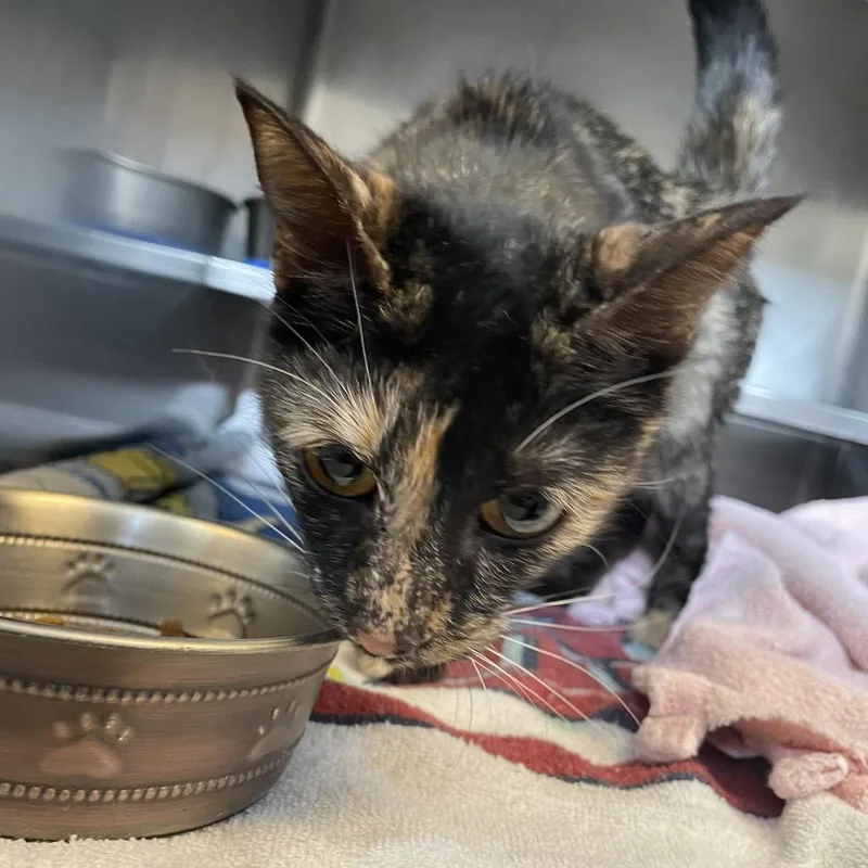 An adult medium-sized female Black Domestic Short Hair cat named Junie B for adoption in Bristol, IN