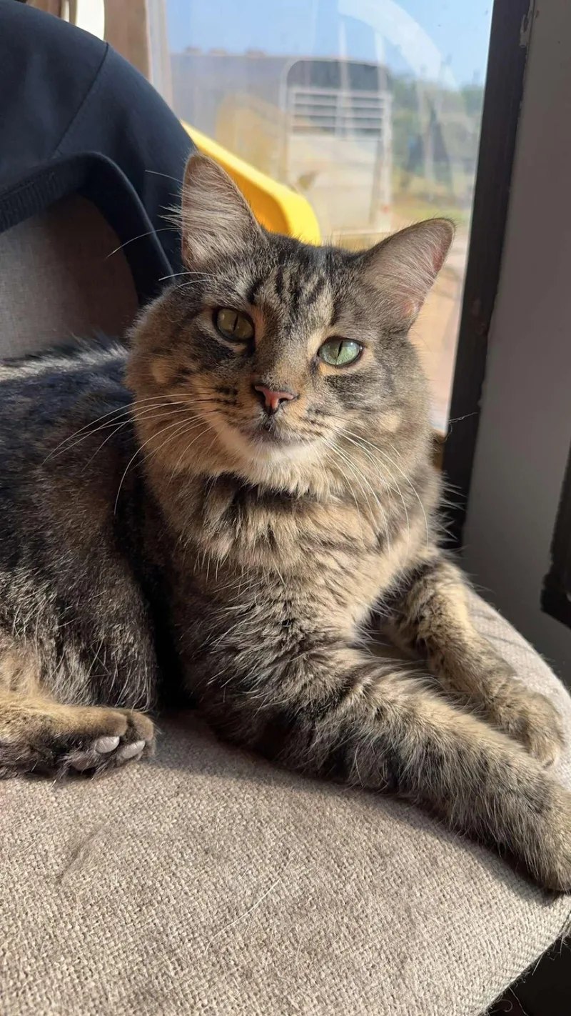 An adult large-sized male Domestic Medium Hair cat named Gus for adoption in McKinney, TX