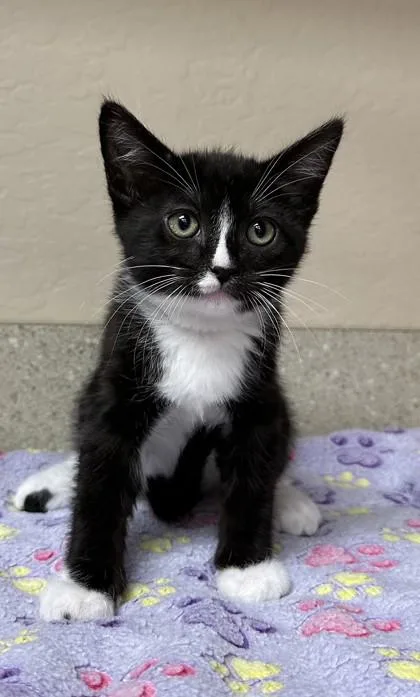 A young small-sized female Domestic Short Hair cat named Gi Jane for adoption in Phoenix, AZ